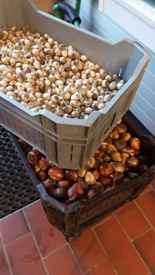 Kisten met bollen